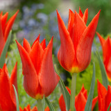 Tulip Synaeda Orange Tulip Synaeda Orange