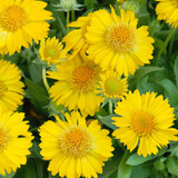 Gaillardia maxima Aurea (Indian Yellow 5cm)