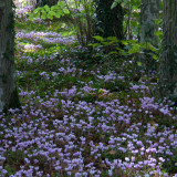 Cyclamen Hederifolium (Neapolitanum) 13cm+