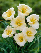 Hemerocallis Longfields Pearl