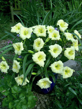 Hemerocallis Longfields Pearl