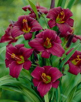 Hemerocallis Longfields Anwar