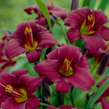 Hemerocallis Longfields Anwar Hemerocallis Longfields Anwar
