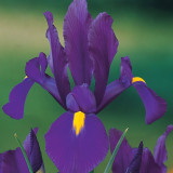 Iris Dutch Purple Sensation 8/9cm