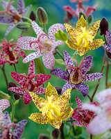 Tricyrtis Mixed