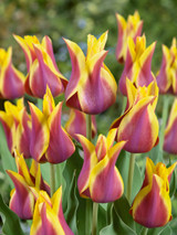 Tulip Sonnet (Ballade Dream) Tulip Sonnet (Ballade Dream)