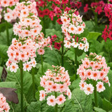 Primula japonica Apple Blossom