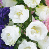 Campanula Medium Double White
