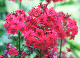 Primula japonica Millers Crimson