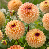 Dahlia Yellow Jill