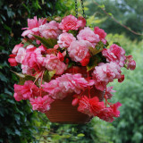 Begonia Splendide Alifra