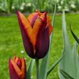 Tulip Slawa 10/12cm