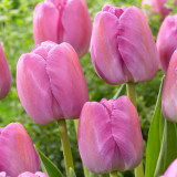 Tulip Purple Pride 10/12cm