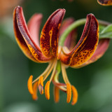 Lily Martagon Arabian Knight