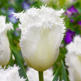 Tulip Honeymoon Tulip Honeymoon