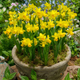 Narcissus Cyclamineus Tete a Tete 12-14cm Narcissus Cyclamineus Tete a Tete 12-14cm