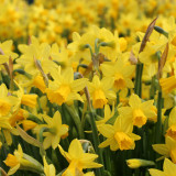 Narcissus Cyclamineus Tete a Tete 12-14cm