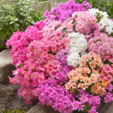 Lewisia Cotyledon Mixed