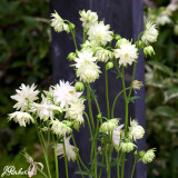 Aquilegia White Barlow