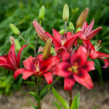 Lilium Red Power