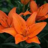 Lilium Orange Ton