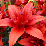 Lilium Red Twin