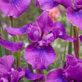 Iris Sibirica Temper Tantrum