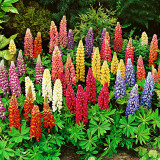 Lupin Miniature Minarette Mixed