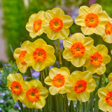 Narcissus Kedron 10-12cm Narcissus Kedron 10-12cm