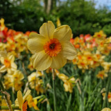 Narcissus Kedron 10-12cm Narcissus Kedron 10-12cm