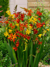 Crocosmia Large Flowering Mixed