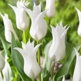 Tulip Tres Chic 10/12cm