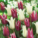 Tulip Tres Chic 10/12cm