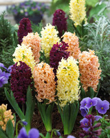 Hyacinth Autumn Colours Mixed 14/15cm