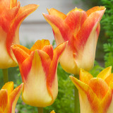 Tulip Moonblush Tulip Moonblush