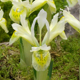 Iris Histrioides Katherine Gold 6cm+