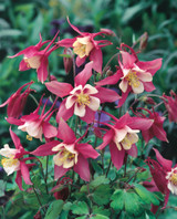 Aquilegia Rose Queen