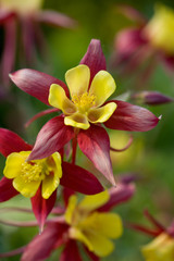 Aquilegia Rostern (Crimson Star 5cm) Aquilegia Rostern (Crimson Star 5cm)