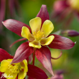 Aquilegia Rostern (Crimson Star 5cm)