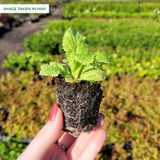 Primula Pulverulenta