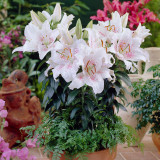 Lilium Muscadet