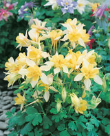 Aquilegia Maxi (Yellow Star 5cm)