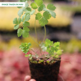 Aquilegia Maxi (Yellow Star 5cm)