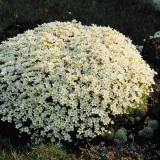 Saxifraga arendsii Schneeteppich (White)