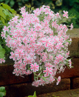 Phlox subulata Candy Stripe