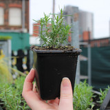 Phlox subulata Candy Stripe