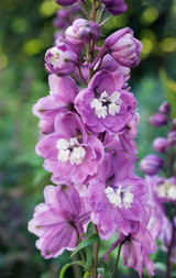 Delphinium Magic Fountain Cherry