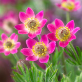 Anemone multifida Rubra