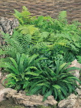 Ferns Mixed