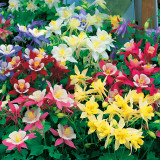 Aquilegia Constellation Mixed